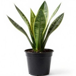 Snake Plant