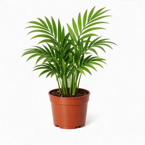 Areca Palm (Dypsis lutescens)