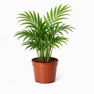 Areca Palm (Dypsis lutescens)