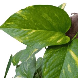 Pothos