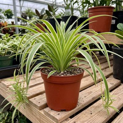 Spider Plant
